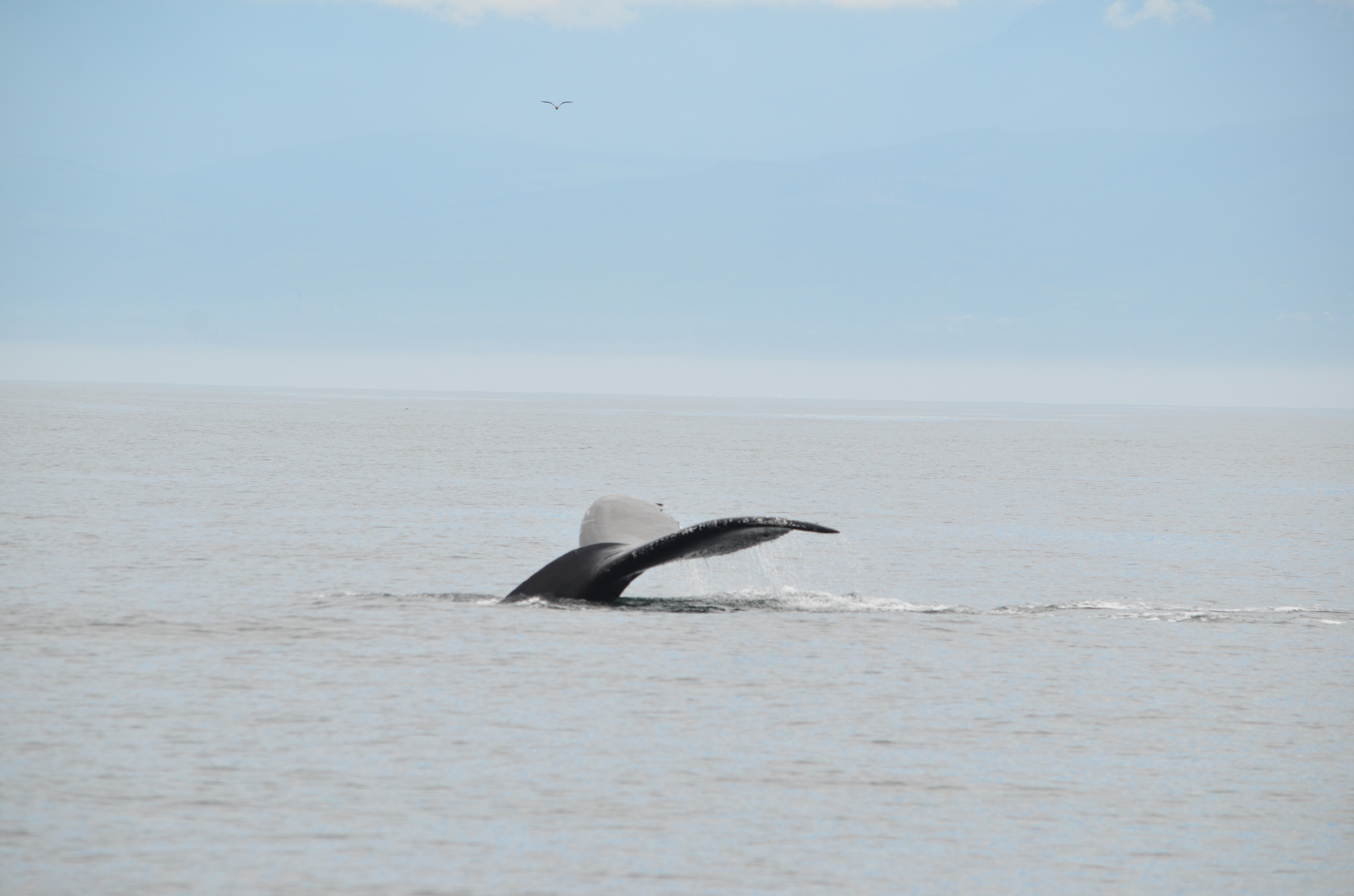 photos/wildlife/Mammal_Species/Humpback Whale/DSC_0084.JPG